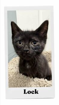 Lock -  Domestic Short Hair Cat for Adoption in Caistor Centre, Ontario - Lock | PetCurious