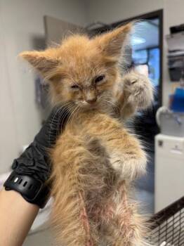 NIKE -  Domestic Short Hair Cat for Adoption in Ontario, California - NIKE | PetCurious