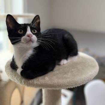Phenomen -  Domestic Short Hair Cat for Adoption in Richmond, Virginia - Phenomen | PetCurious