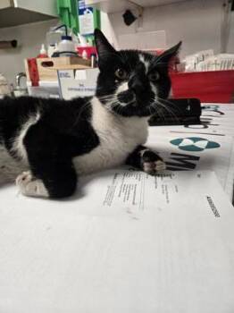 Domestic Short Hair Cats Available for Adoption in West Chester, Pennsylvania - Tex | PetCurious