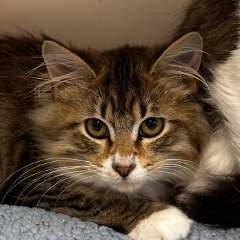 Rescue Maine Coon and Domestic Long Hair Cats for Adoption in Pleasant Hill, Missouri - Larry | PetCurious