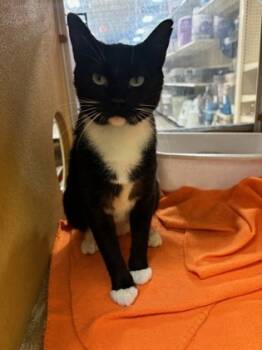 Rescue Domestic Short Hair Cats for Adoption in Carrollton, Texas - Spiraea | PetCurious