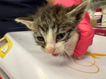 Domestic Short Hair Cats Available for Adoption in Ontario, California - NEED FOSTER | PetCurious