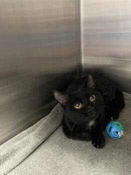 Noira -  Domestic Short Hair Cat for Adoption in Georgetown, Kentucky - Noira | PetCurious