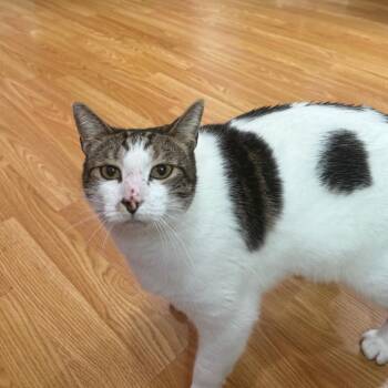Poppy -  Domestic Short Hair Cat for Adoption in Los Angeles, California - Poppy | PetCurious
