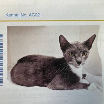 Bluebelle -  Domestic Short Hair Cat for Adoption in Lake Jackson, Texas - Bluebelle | PetCurious