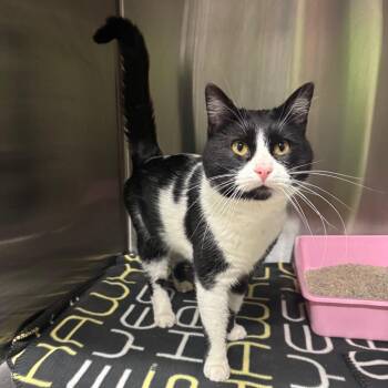 Domestic Short Hair Cats Available for Adoption in Brookfield, Missouri - Domino | PetCurious