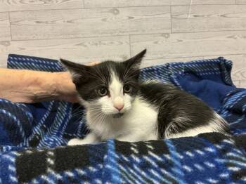A610790 -  Domestic Short Hair Cat for Adoption in Modesto, California - A610790 | PetCurious