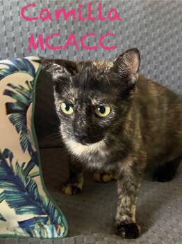 Rescue Tortoiseshell Cats for Adoption in Clarksville, Tennessee - Camilla MCACC | PetCurious