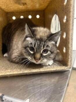 Domestic Medium Hair Cats Available for Adoption - Sophie | PetCurious