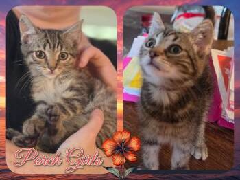 Porch Litter GIrls -  Domestic Short Hair Cat for Adoption in Corinth, New York - Porch Litter GIrls | PetCurious