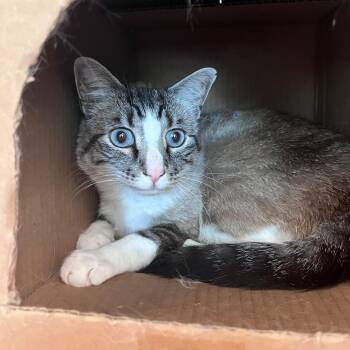 Sir -  Domestic Short Hair Cat for Adoption in Lindon, Utah - Sir | PetCurious