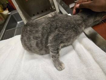 Artemis -  Domestic Short Hair Cat Available for Adoption in Douglasville, Georgia - Artemis | PetCurious
