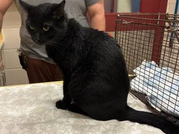 SHADOW -  Domestic Short Hair Cat for Adoption in Colorado Springs, Colorado - SHADOW | PetCurious