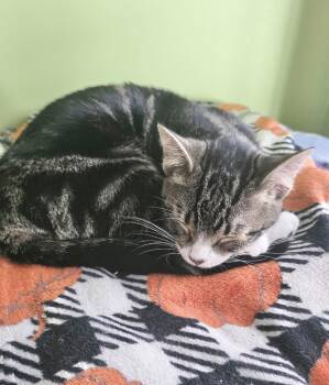 Domestic Short Hair and Tabby Cats Available for Adoption - Duck Duck | PetCurious