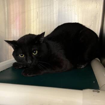 Domestic Short Hair Cats Available for Adoption in Bedford, New Hampshire - Baloo | PetCurious
