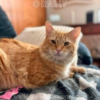 Grant -  Domestic Short Hair Cat for Adoption in Plainville, Massachusetts - Grant | PetCurious