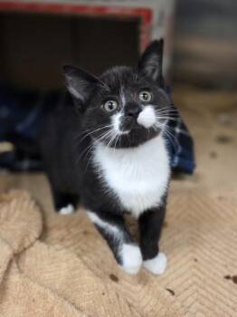Bianca -  Domestic Short Hair Cat for Adoption in Westland, Michigan - Bianca | PetCurious