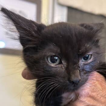 Rescue Domestic Short Hair Cats for Adoption in Arizona City, Arizona - N-Boo/Silas | PetCurious