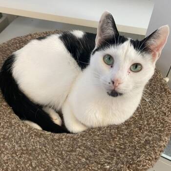 Rescue Tuxedo Cats for Adoption in Indiana, Pennsylvania - Aster | PetCurious