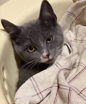 Poppy -  Domestic Short Hair Cat for Adoption in Lowell, Massachusetts - Poppy | PetCurious