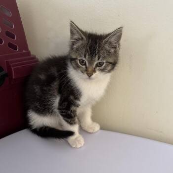 Rodeo -  Domestic Short Hair Cat for Adoption in Galax, Virginia - Rodeo | PetCurious