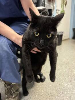 Mr. Shadow -  Bombay and Domestic Short Hair Cat for Adoption in Roseville, California - Mr. Shadow | PetCurious