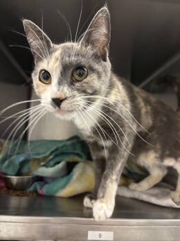 Calico Cats Available for Adoption in Vacaville, California - Harmony ( BC) | PetCurious