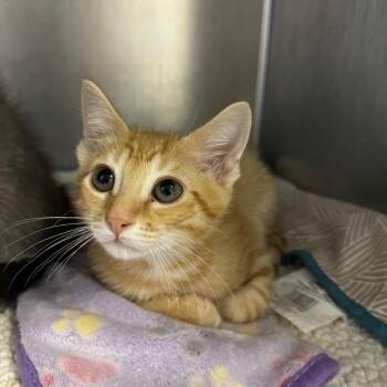 Nanner -  Domestic Short Hair Cat Available for Adoption in Asheville, North Carolina - Nanner | PetCurious