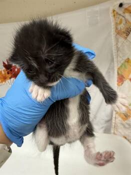 Domestic Short Hair Cats Available for Adoption - ROMINA | PetCurious