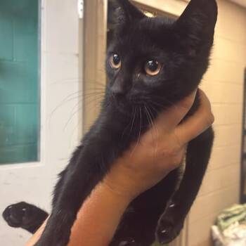 paper towel -  Domestic Short Hair Cat for Adoption in Gadsden, Alabama - Paper Towel | PetCurious