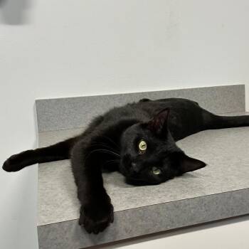 Rescue Domestic Short Hair Cats for Adoption in North Haven, Connecticut - Basil | PetCurious
