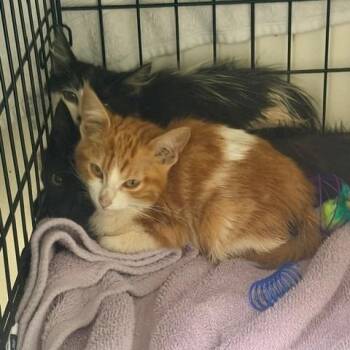 Scarlet -  Domestic Medium Hair Cat for Adoption in Hawthorne, California - Scarlet | PetCurious