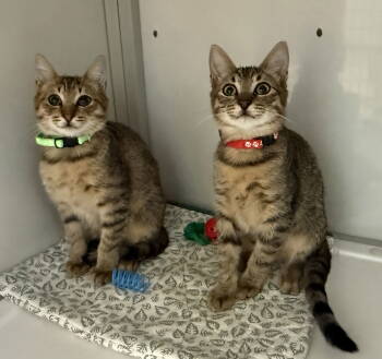 Rescue Tabby Cats for Adoption in Alexandria, Virginia - Bugsy And Mugsy (kittens) (St. Thomas) | PetCurious