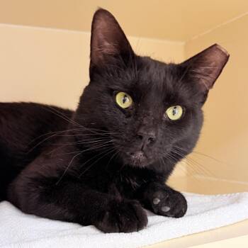 Domestic Short Hair Cats Available for Adoption in Philadelphia, Pennsylvania - Blackjack | PetCurious