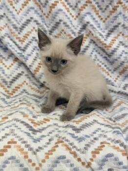 Domestic Short Hair Cats Available for Adoption in Madison, Georgia - Wing Nights | PetCurious