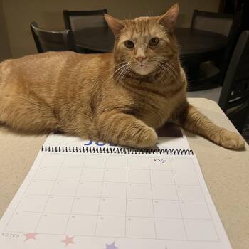 Nacho (COURTESY POST) -  American Shorthair Cat for Adoption in Monroe, Ohio - Nacho (COURTESY POST) | PetCurious