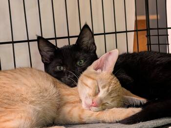 Friday (black kitten) -  Domestic Short Hair Cat for Adoption in Rocky Ridge, Maryland - Friday (black Kitten) | PetCurious