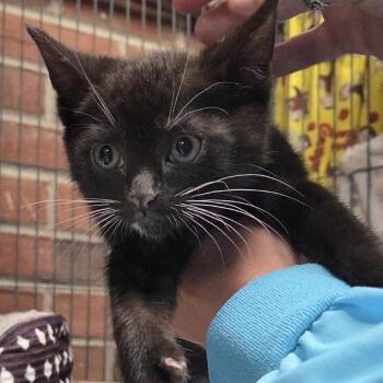 Spongebob -  Domestic Short Hair Cat for Adoption in Camden, Delaware - Spongebob | PetCurious