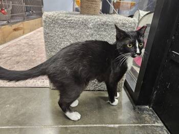 Tuxedo Cats Available for Adoption in Richmond, Virginia - Polkadot  | PetCurious