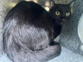 CYNDER -  Domestic Short Hair Cat for Adoption in Rowlett, Texas - CYNDER | PetCurious
