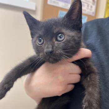 Rescue Domestic Short Hair Cats for Adoption - Wolverine | PetCurious