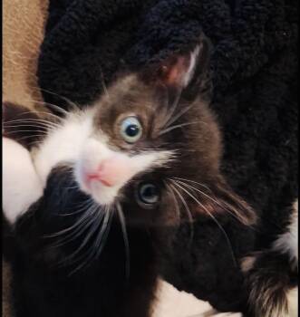 Salchow and Axel -  American Shorthair Cat Available for Adoption - Salchow And Axel | PetCurious