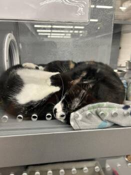 Lorelai (bonded with Rory) -  Domestic Short Hair Cat for Adoption in East Hartford, Connecticut - Lorelai (bonded With Rory) | PetCurious