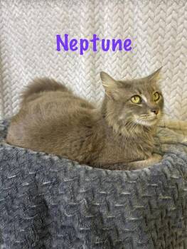 Domestic Medium Hair Cats Available for Adoption in Boerne, Texas - Neptune | PetCurious