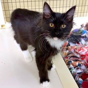 Taleah -  Domestic Long Hair and Domestic Short Hair Cat for Adoption in Woodinville, Washington - Taleah | PetCurious