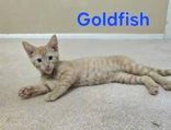 Goldfish -  Domestic Short Hair Cat for Adoption in Newport, Kentucky - Goldfish | PetCurious