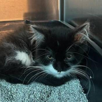 Whiskers -  Domestic Medium Hair Cat for Adoption in Knoxville, Tennessee - Whiskers | PetCurious