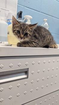Prismo -  Domestic Short Hair Cat for Adoption in Evansville, Indiana - Prismo | PetCurious