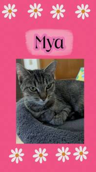 MYA -  Domestic Short Hair Cat for Adoption in Oregon, Wisconsin - MYA | PetCurious